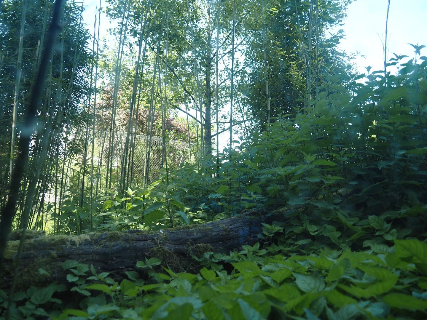 View from the tunnel into the second Sumatran tiger exhibit, 2025-05-22