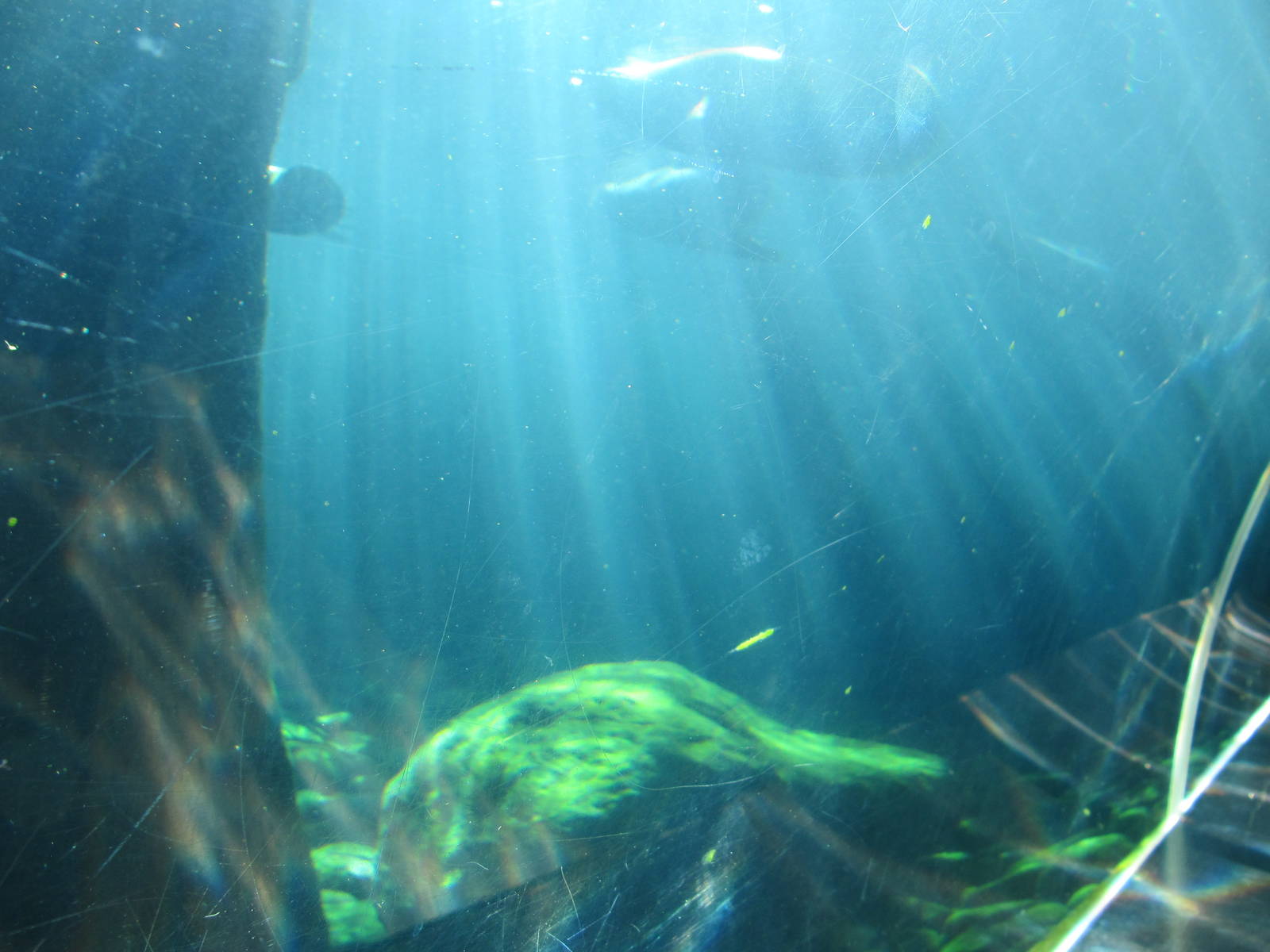 View from the underwater seal tunnel