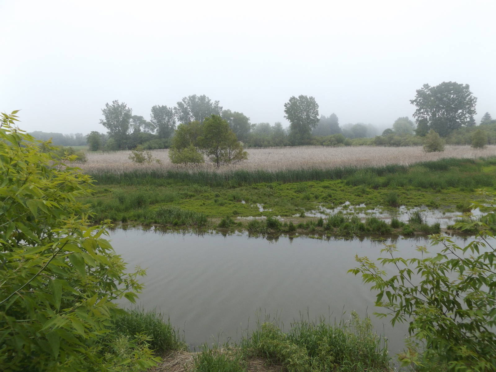 View from the Wildlife Observation Platform