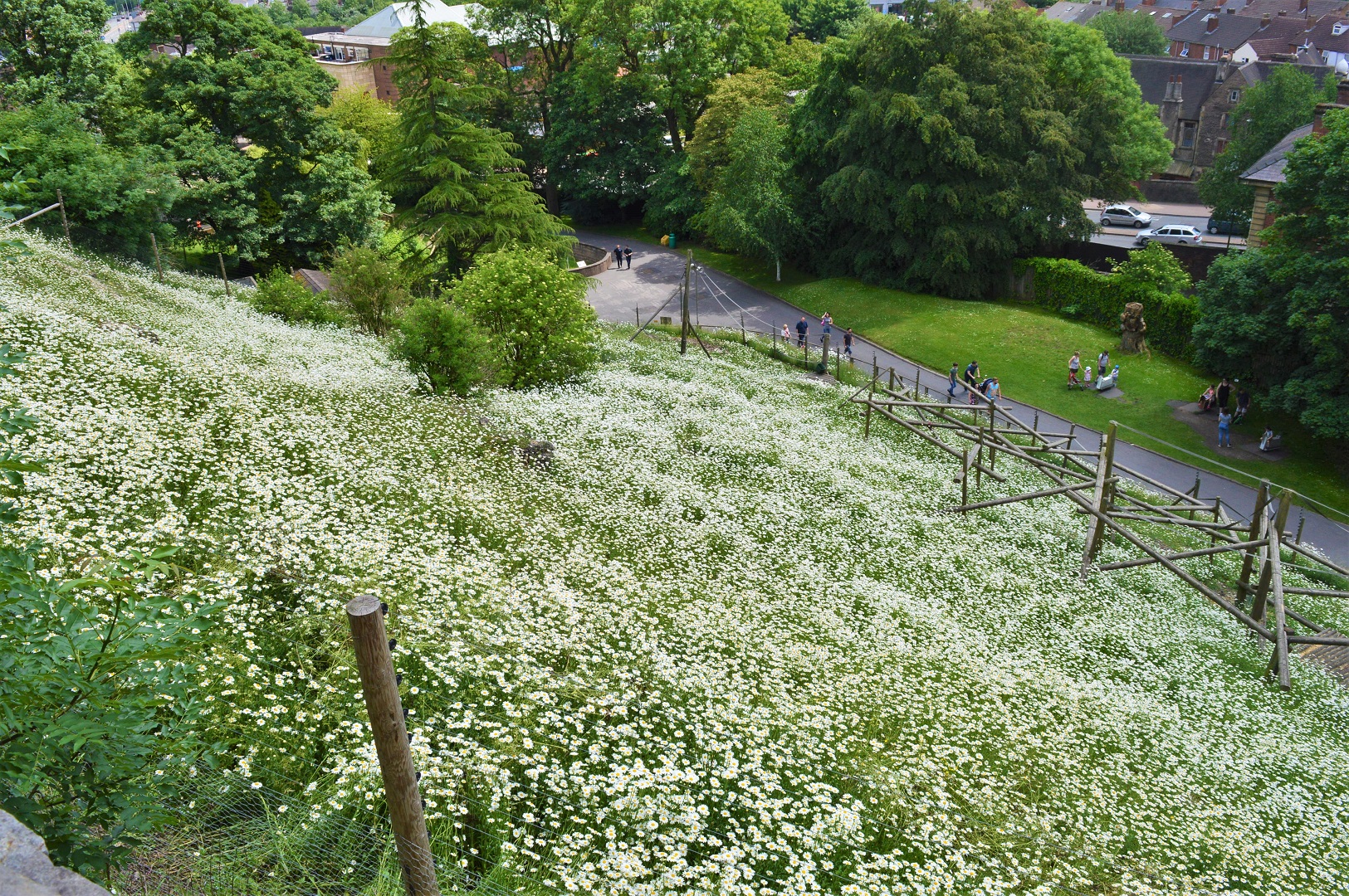 View from top of bachelor gelada enclosure