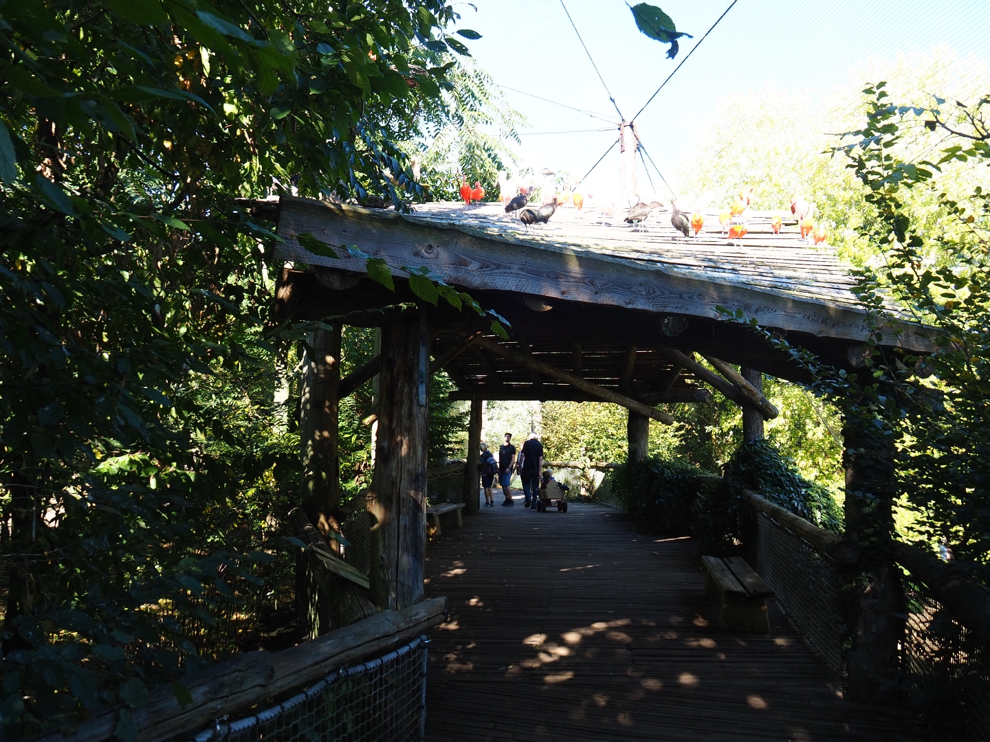 View in Amazonia aviary (Oct 13th, 2018)