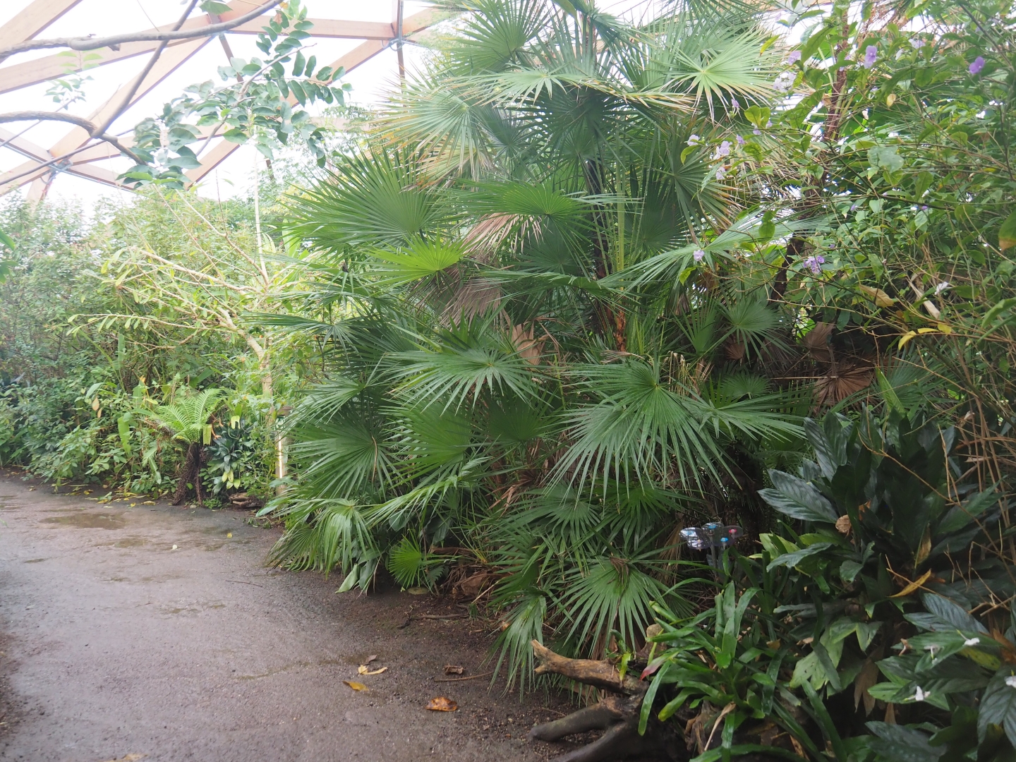 View in Amazonica (Nov 10th, 2018)