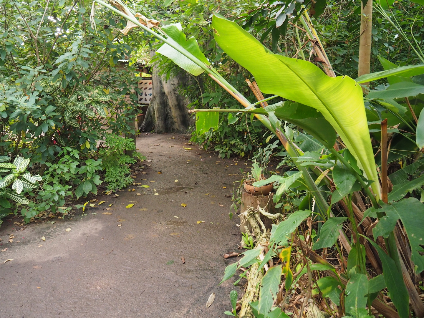 View in Amazonica (Nov 10th, 2018)