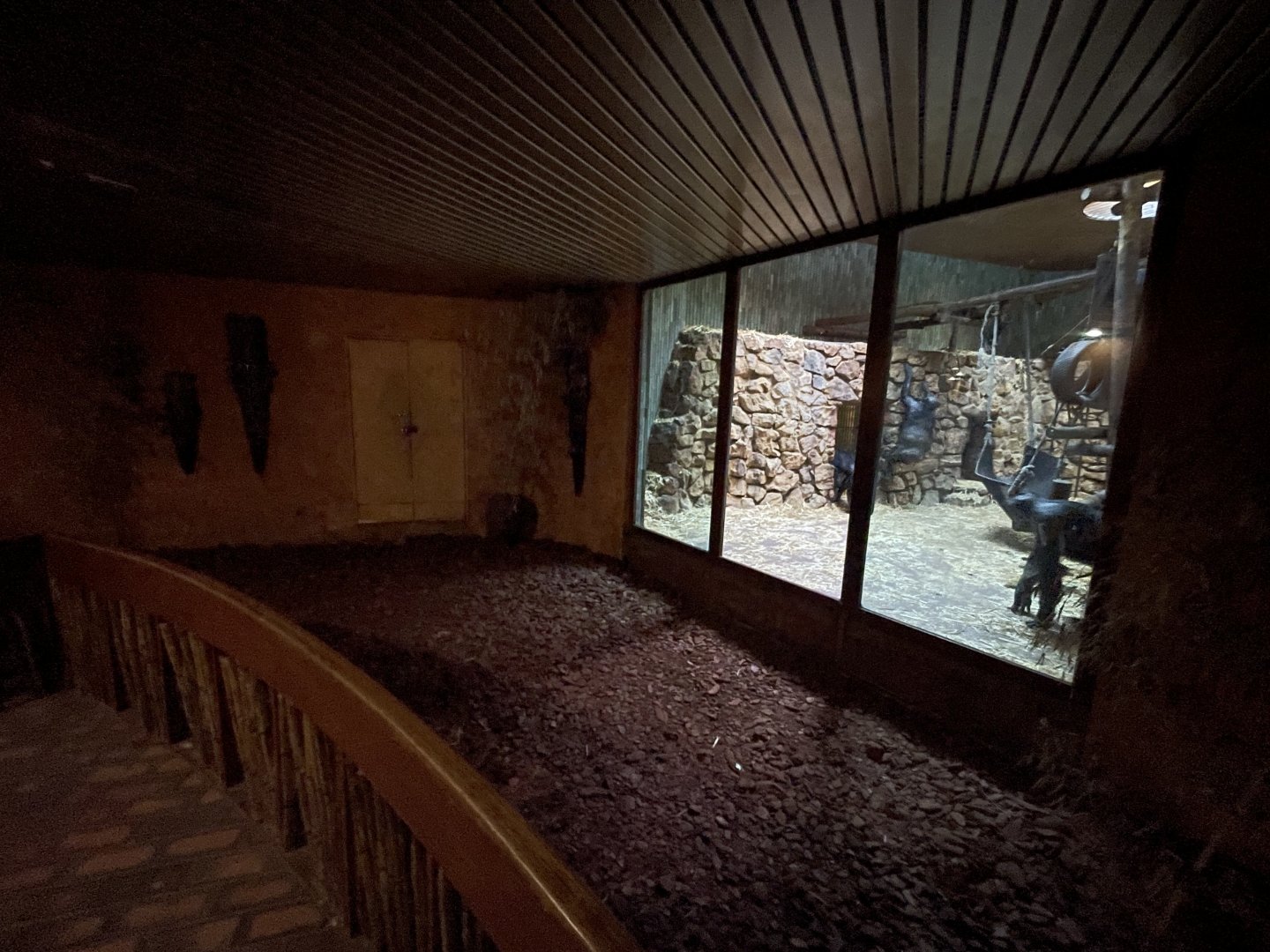 View in Ape House (Pan troglodytes)