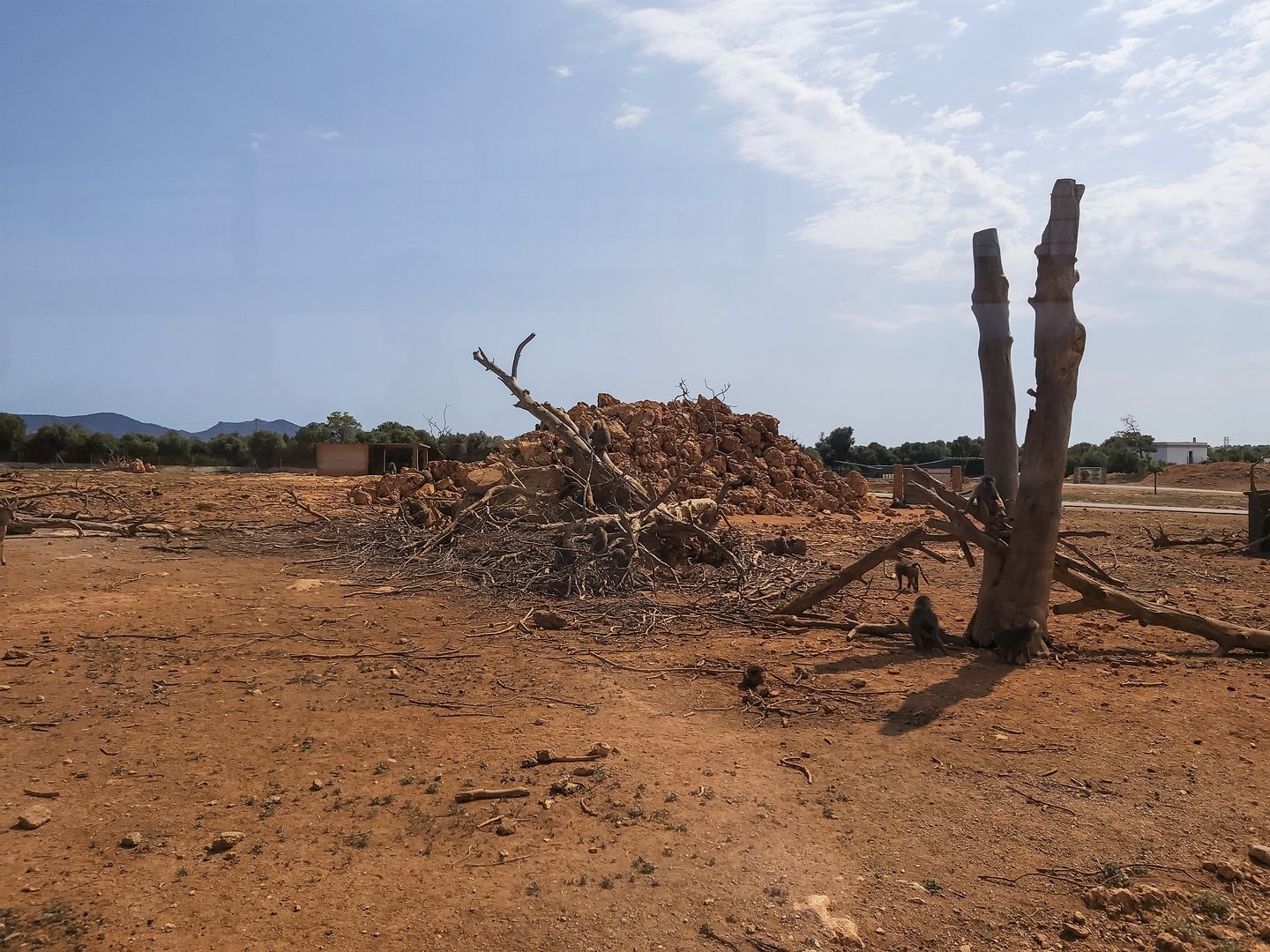 View in area for babboons in Safari area of the park