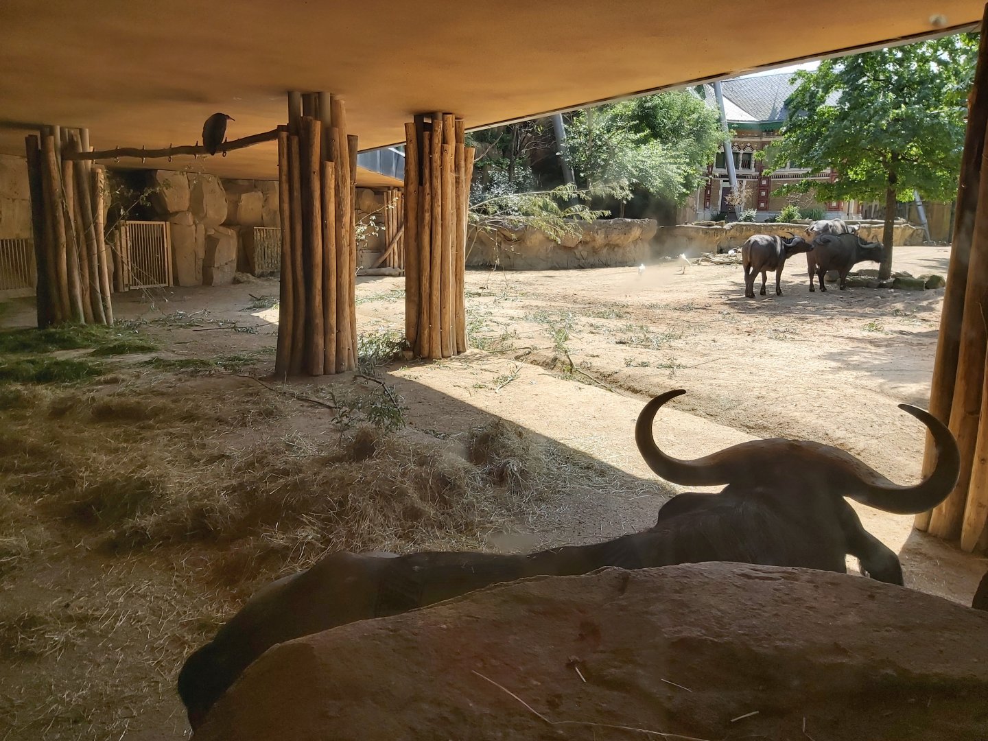View in Buffalo Aviary
