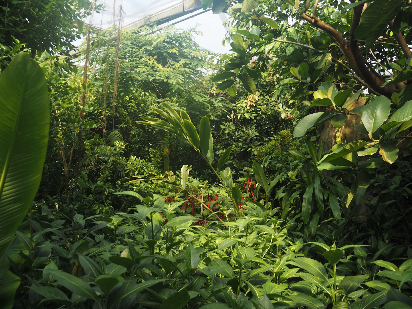 View in Burgers' Bush, 2025-05-17