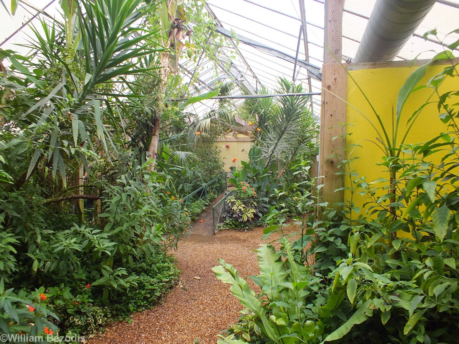 View In Butterfly House