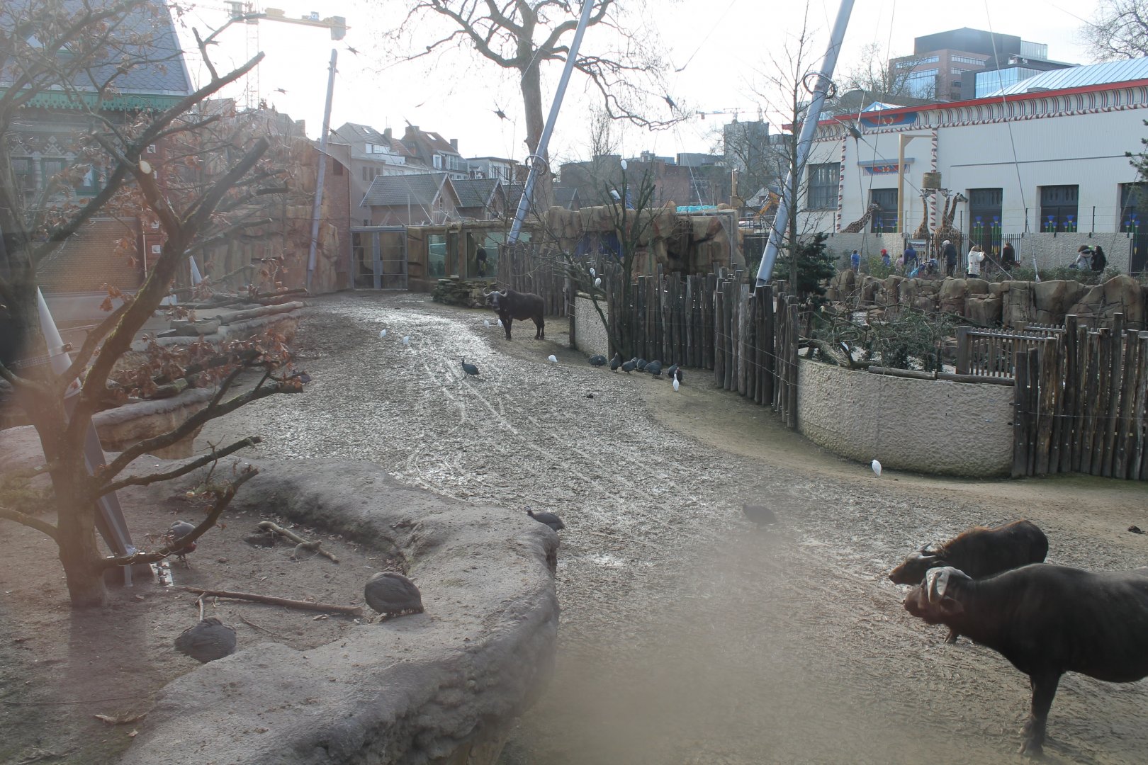 View in Cape buffalo-enclosure