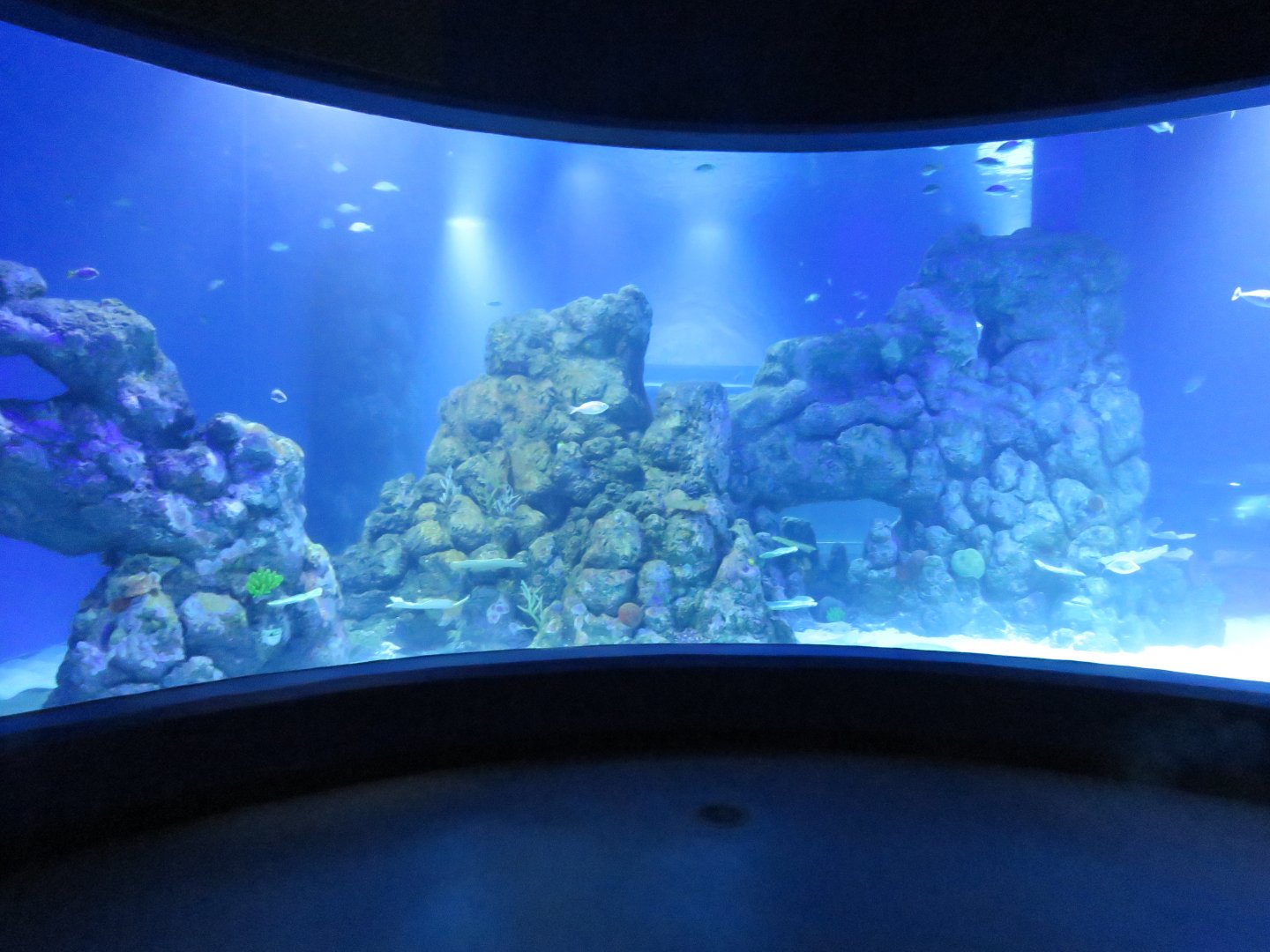 View in coral seas oceanarium