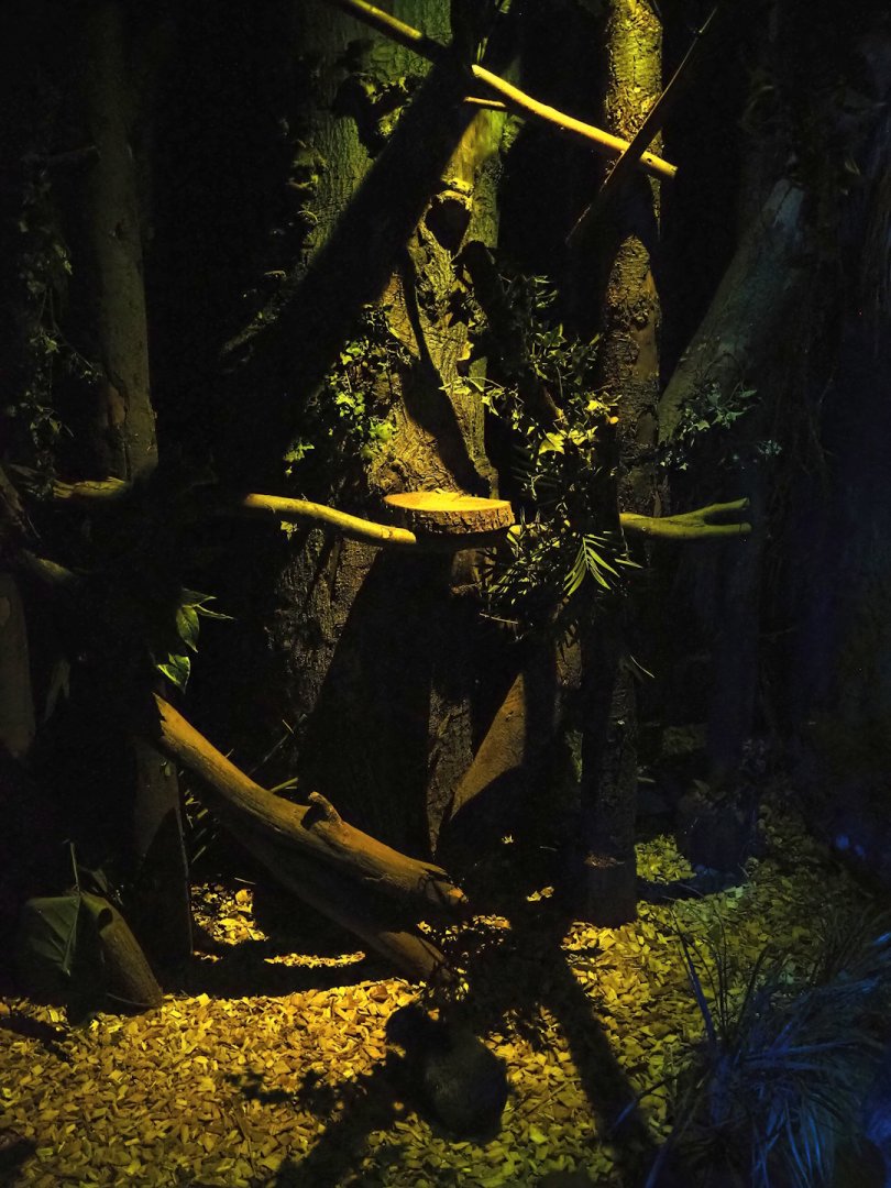 View in 'De Nacht' ('The Night') nocturnal house, 2023-09-24