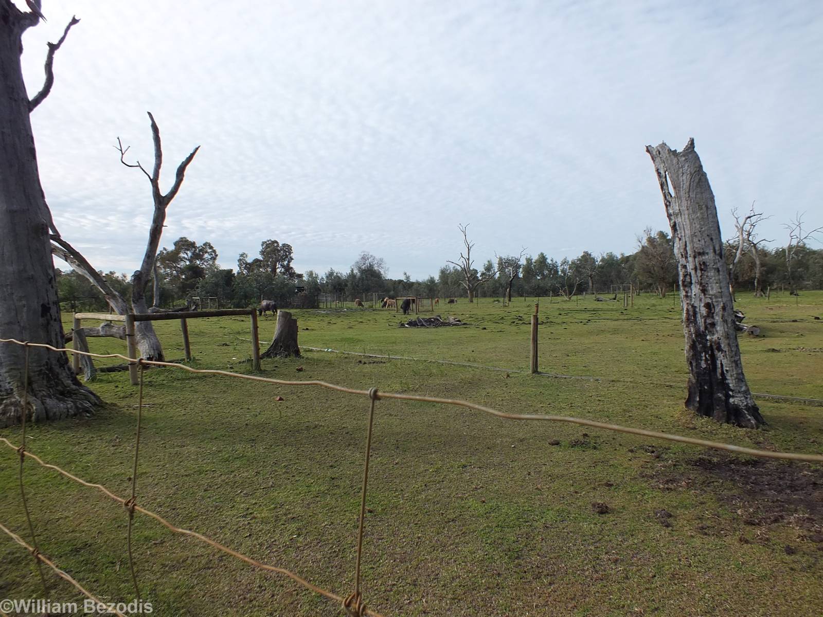 View in Domestics Area - Caversham Wildlife Park