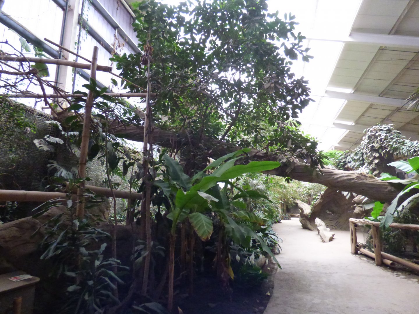 View in Elephants of the Asian Rainforest