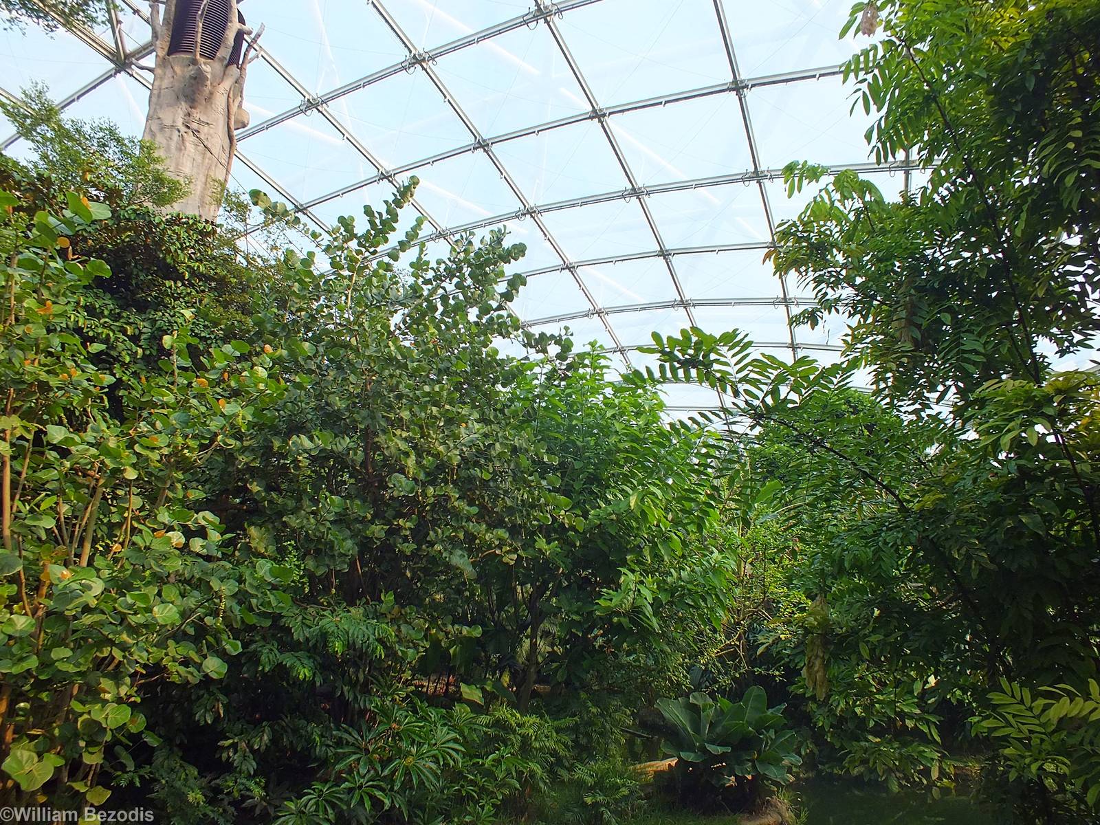 View in Gondwanaland