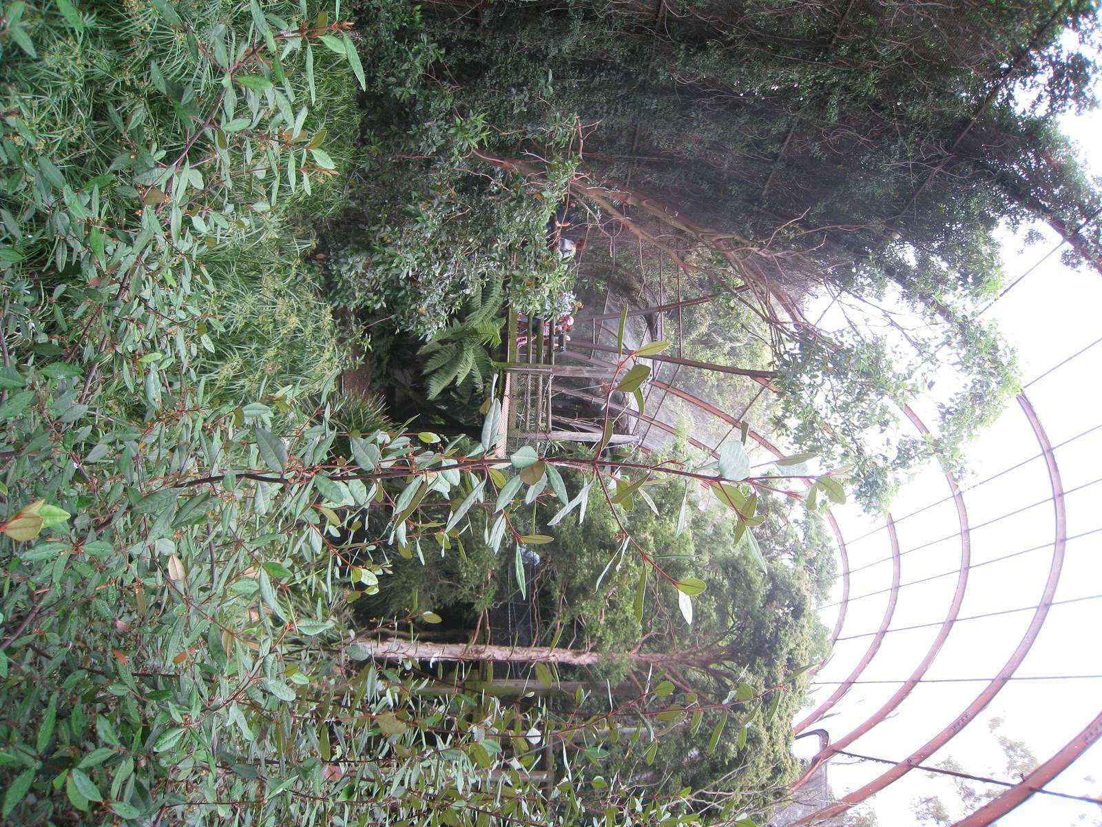 View in great flight avairy