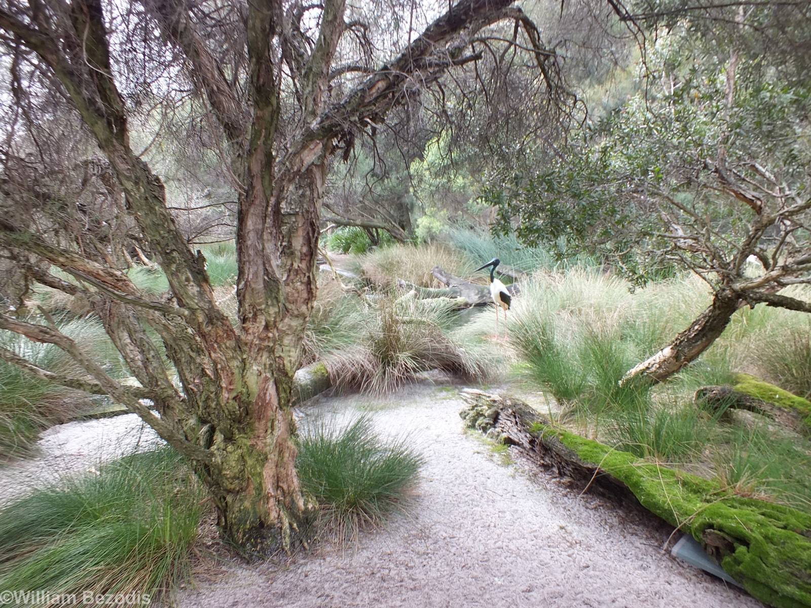 View in Huge Wetlands Aviary