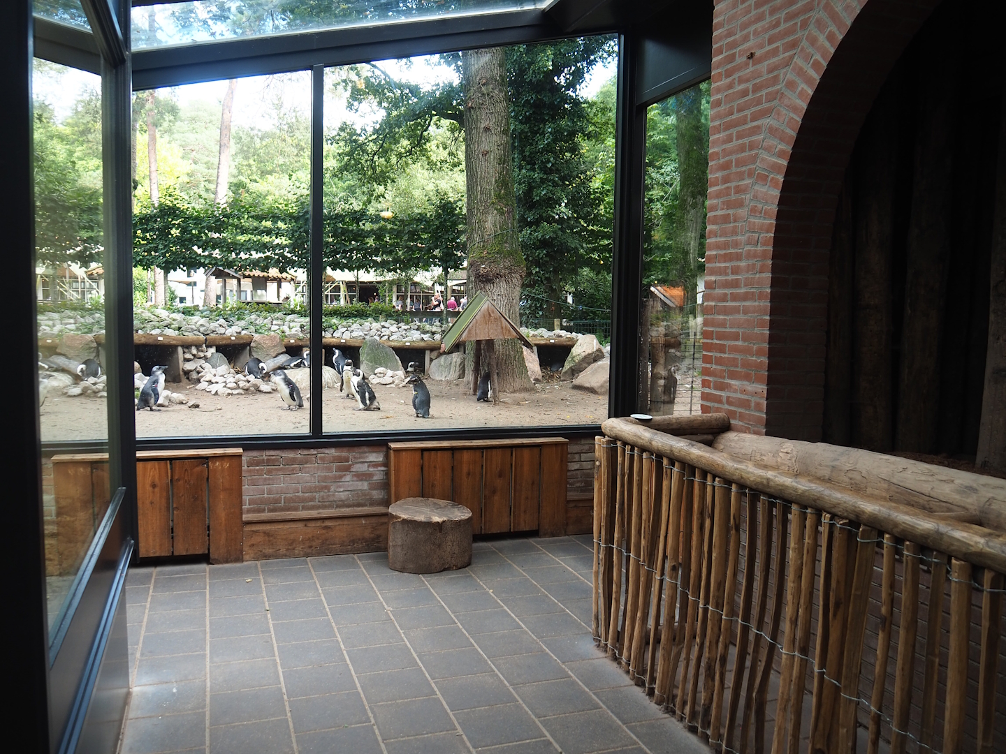 View in Indian rhinoceros house, with view windows into African penguin exhibit, 2023-09-24