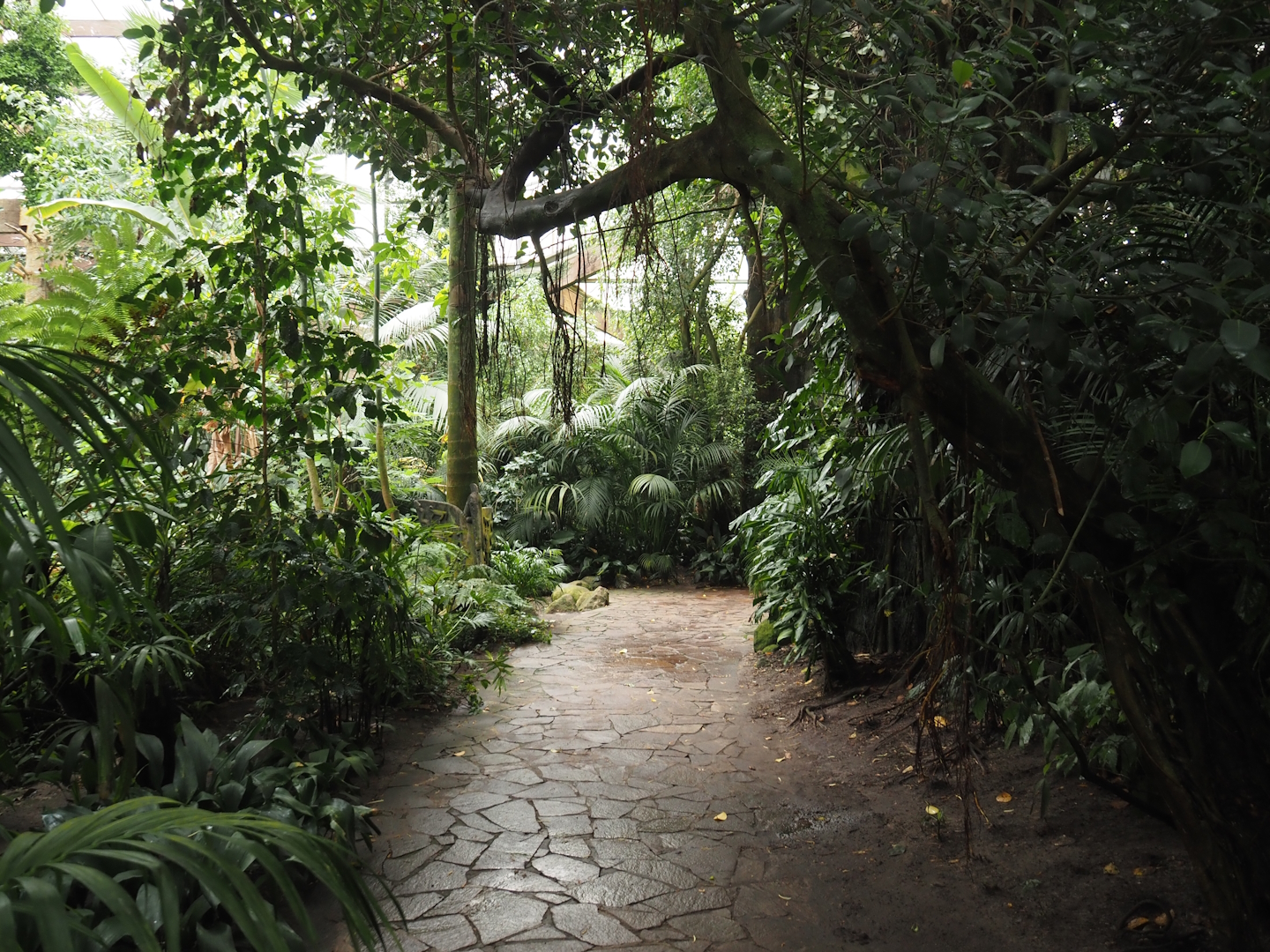 View in Jungle Trail, 2024-05-22