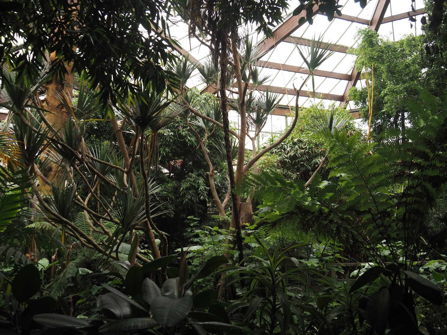 View in Jungle Trail, 2024-05-22