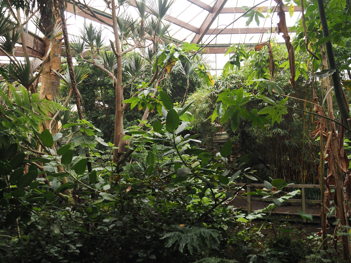 View in Jungle Trail, 2024-05-22