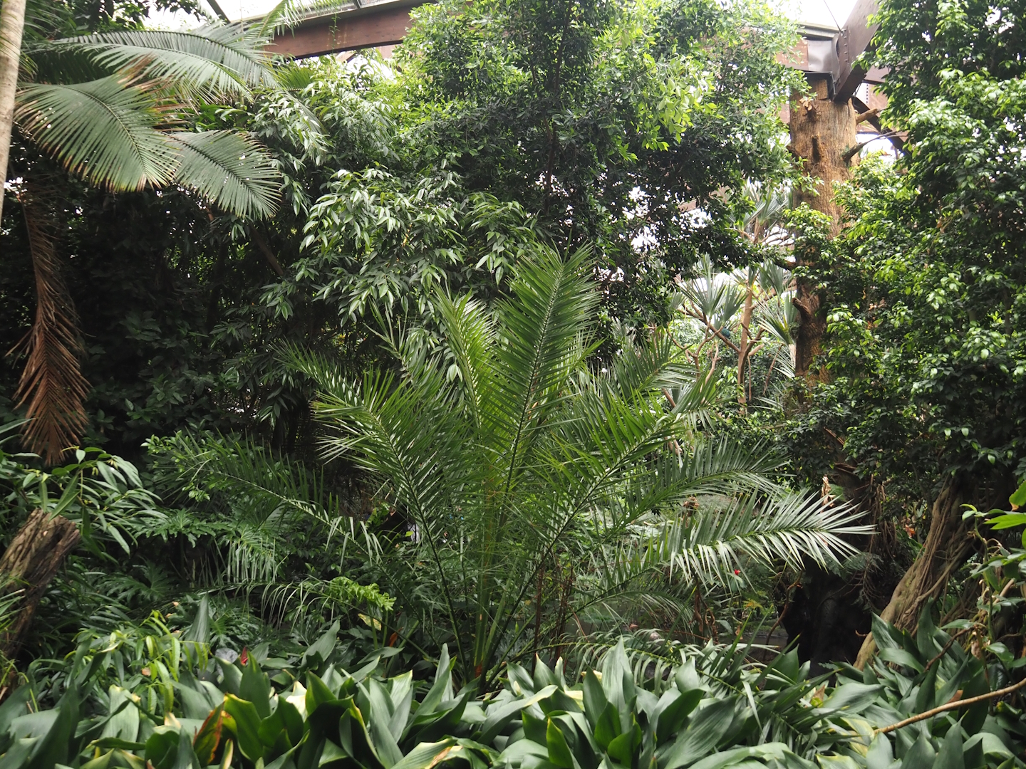 View in Jungle Trail, 2024-05-22