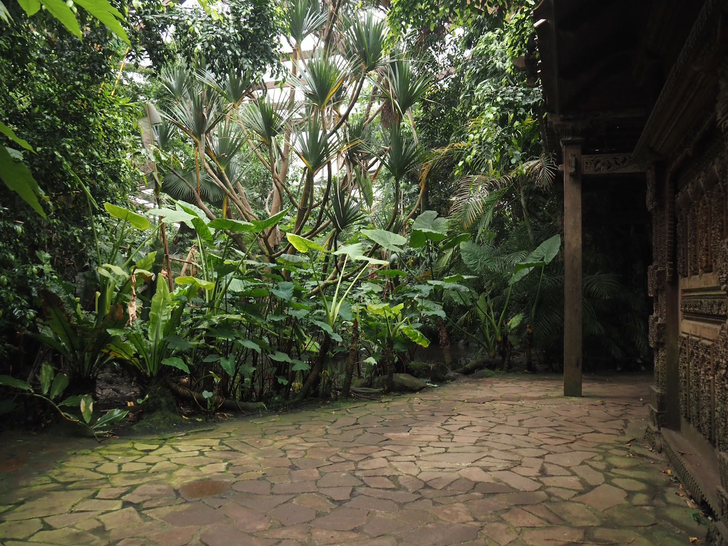 View in Jungle Trail,  2024-05-22