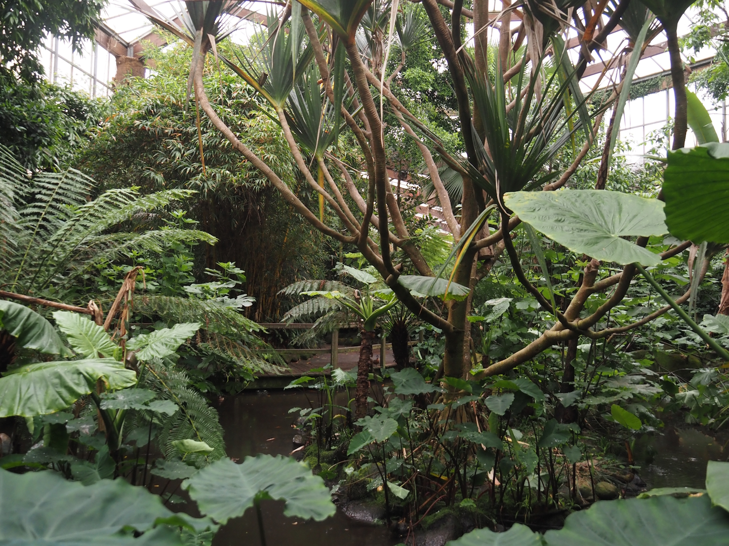 View in Jungle Trail,  2024-05-22