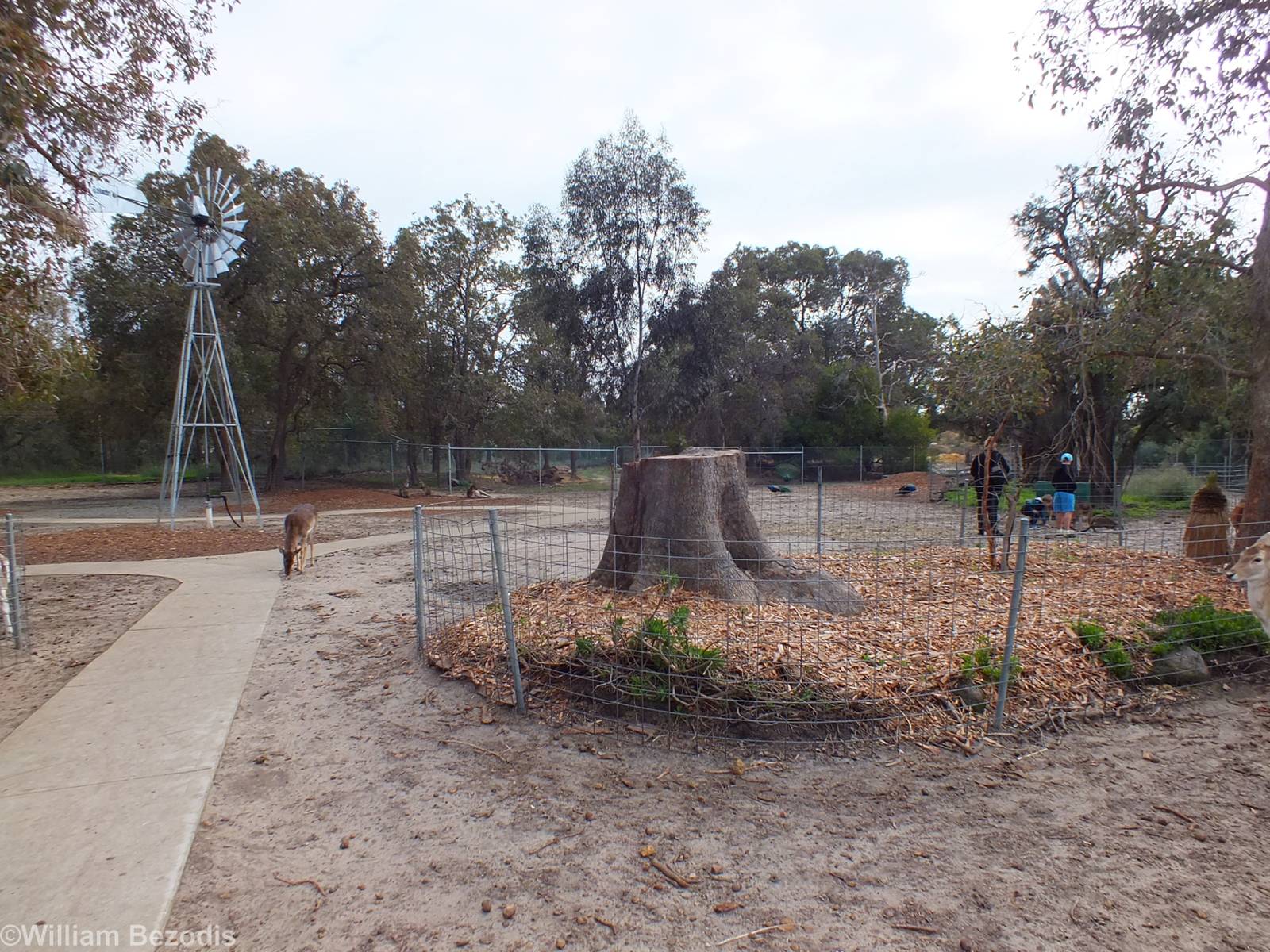 View in Kangaroo, Emu, and Deer Walkthrough - Cohunu Koala Park