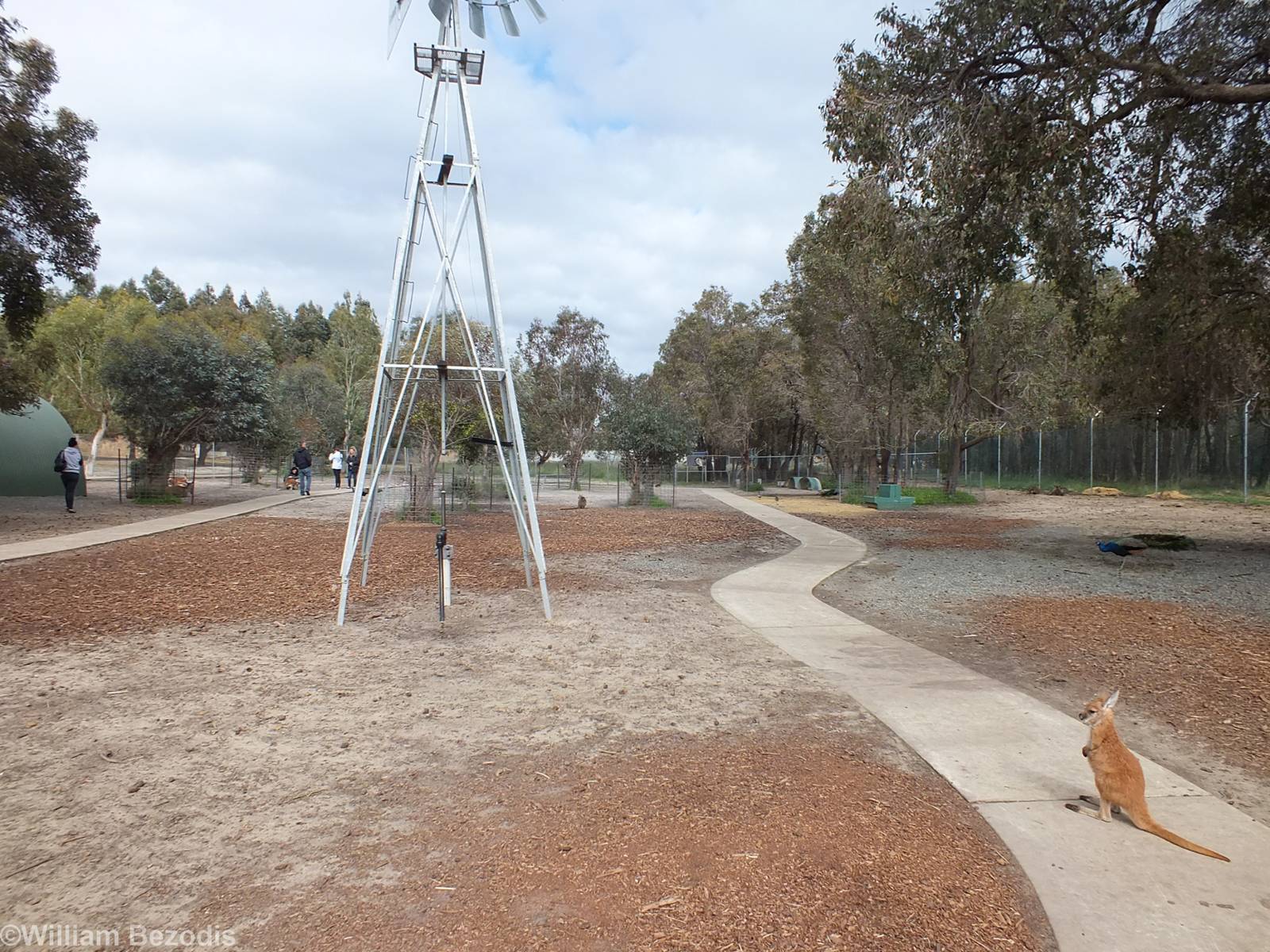 View in Kangaroo, Emu, and Deer Walkthrough - Cohunu Koala Park