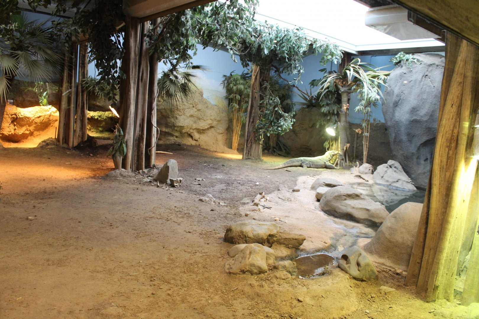 View in Komodo dragon-enclosure