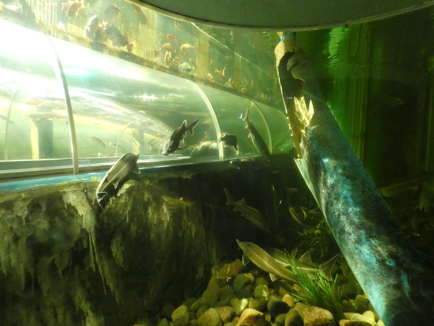 View in 'Lake Windermere tank'