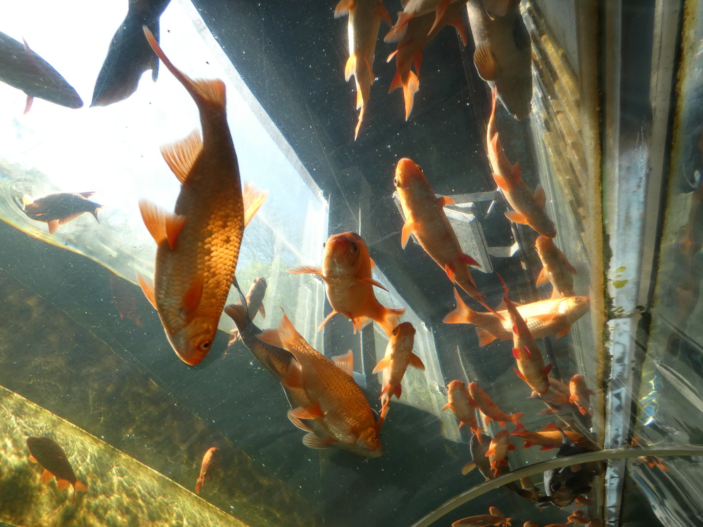 View in Lake Windermere tank