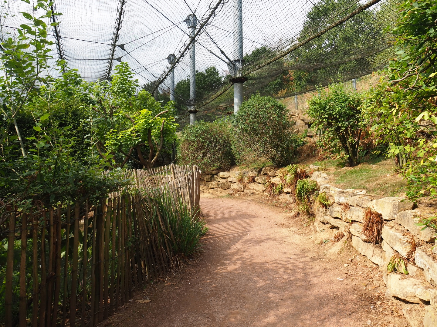 View in large aviary (Aug 28th, 2018)