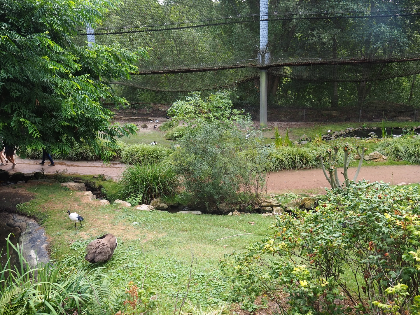 View in large aviary (Aug 28th, 2018)