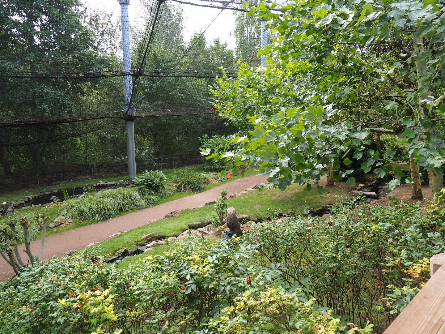 View in large aviary (Aug 28th, 2018)