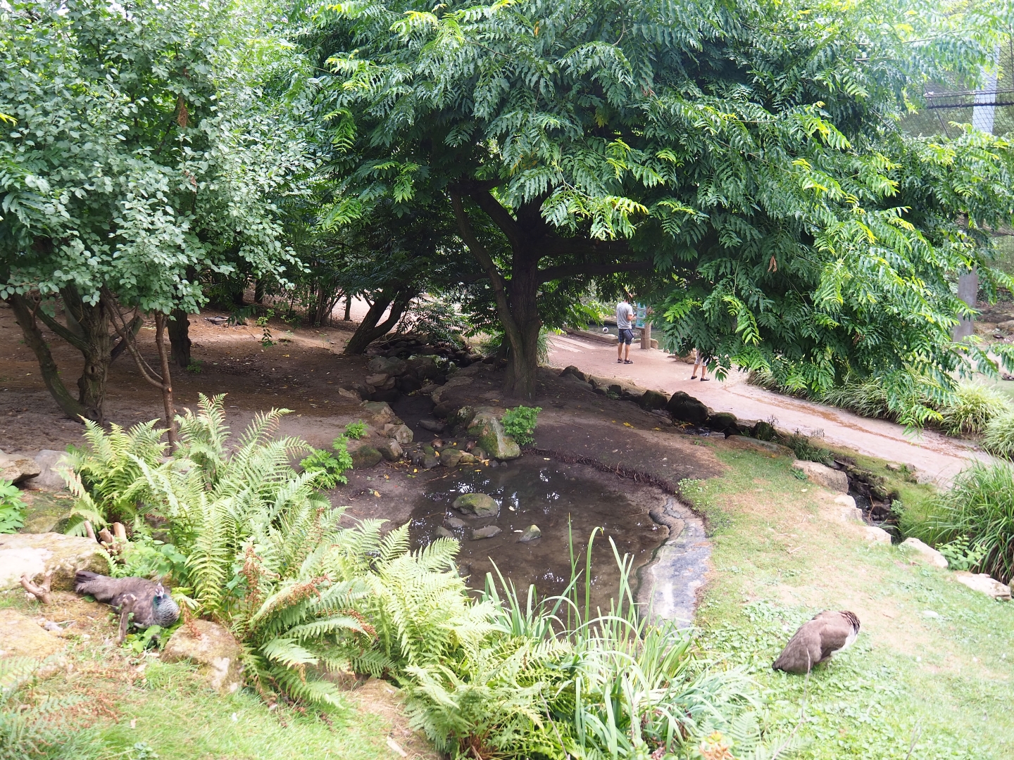 View in large aviary (Aug 28th, 2018)