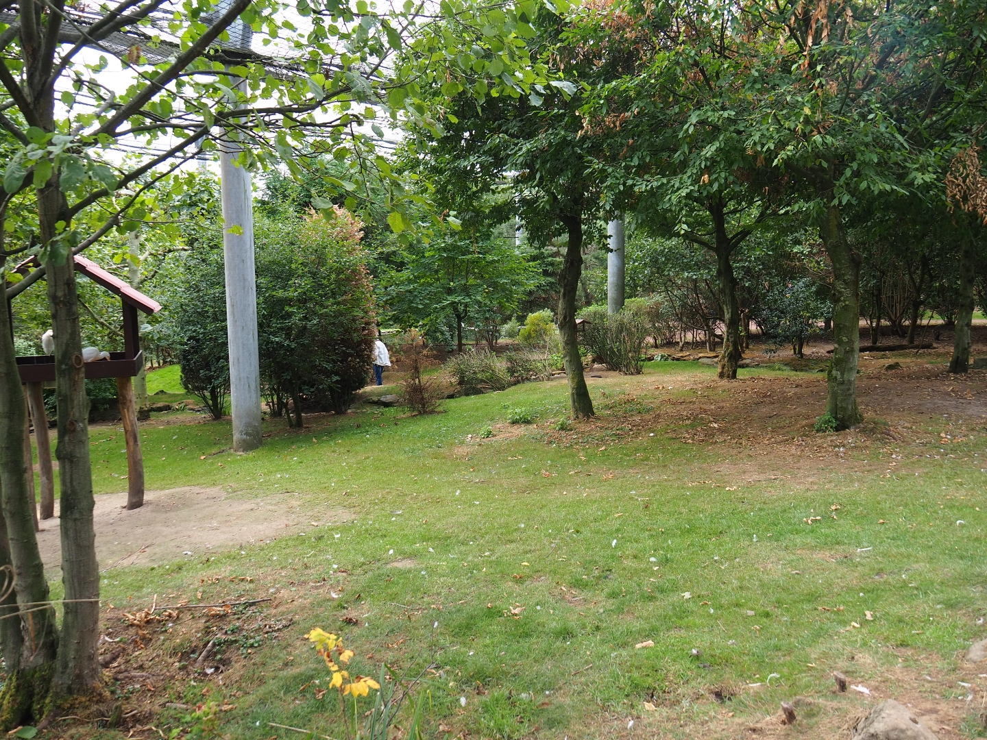 View in large aviary (Aug 28th, 2018)