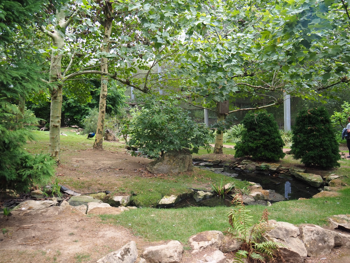 View in large aviary (Aug 28th, 2018)