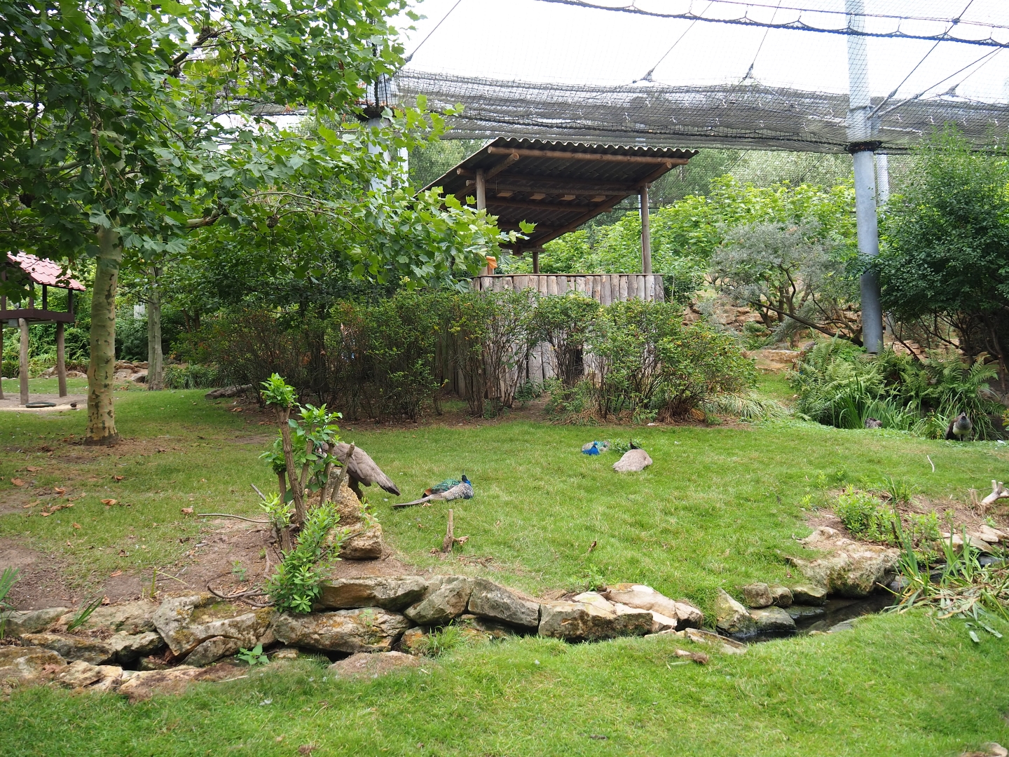 View in large aviary (Aug 28th, 2018)