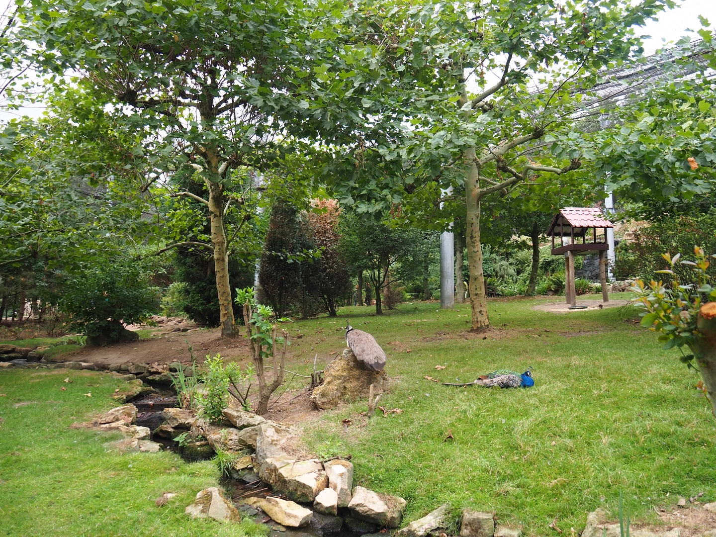 View in large aviary (Aug 28th, 2018)