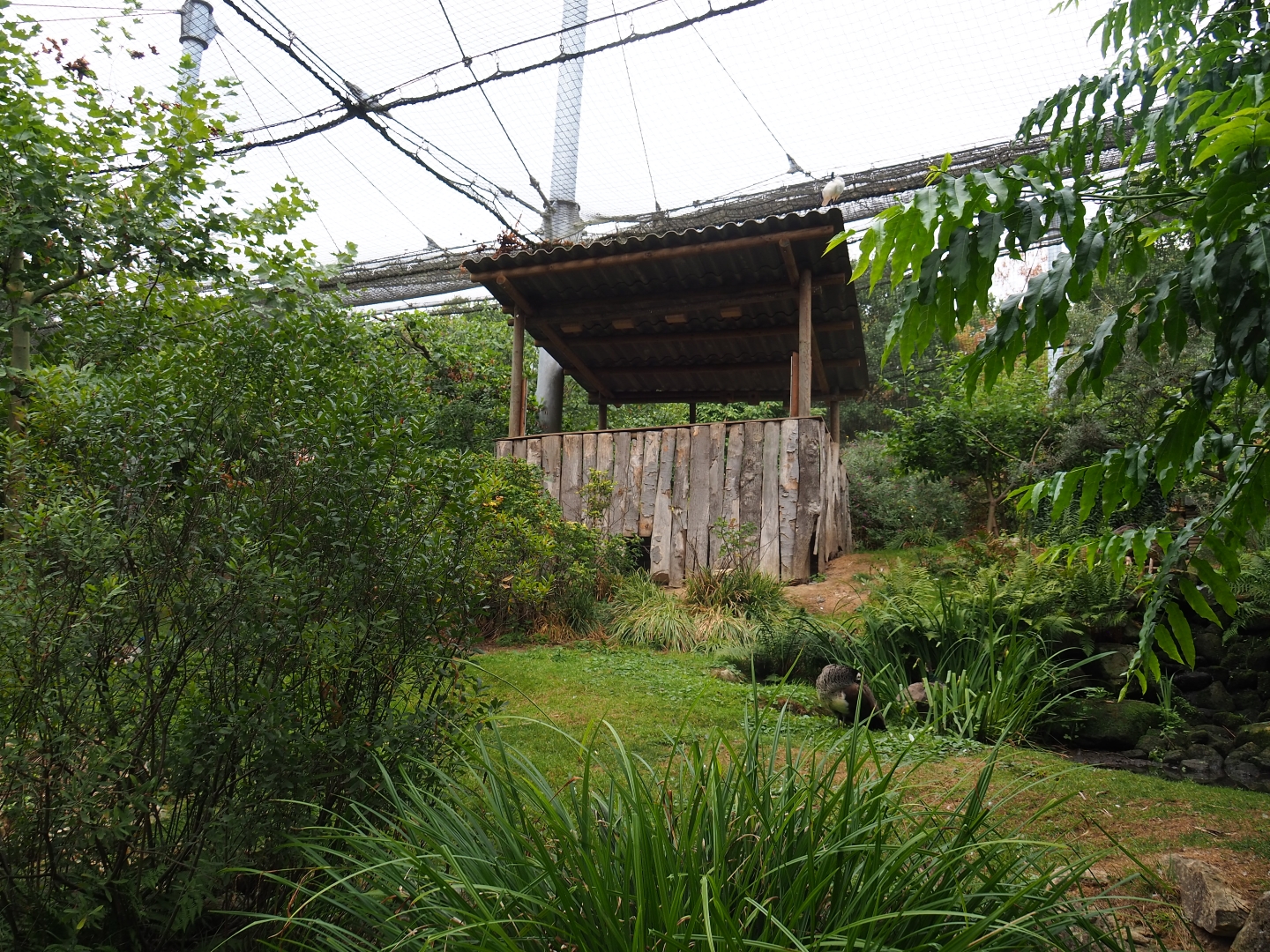 View in large aviary (Aug 28th, 2018)