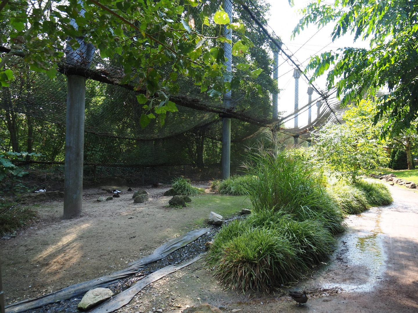 View in large aviary (Aug 28th, 2018)