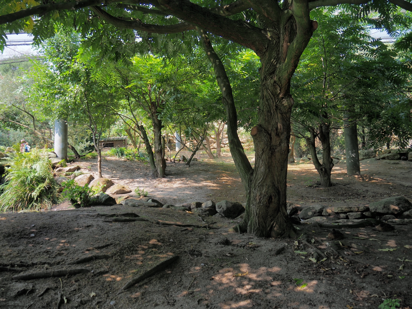 View in large aviary (Aug 28th, 2018)