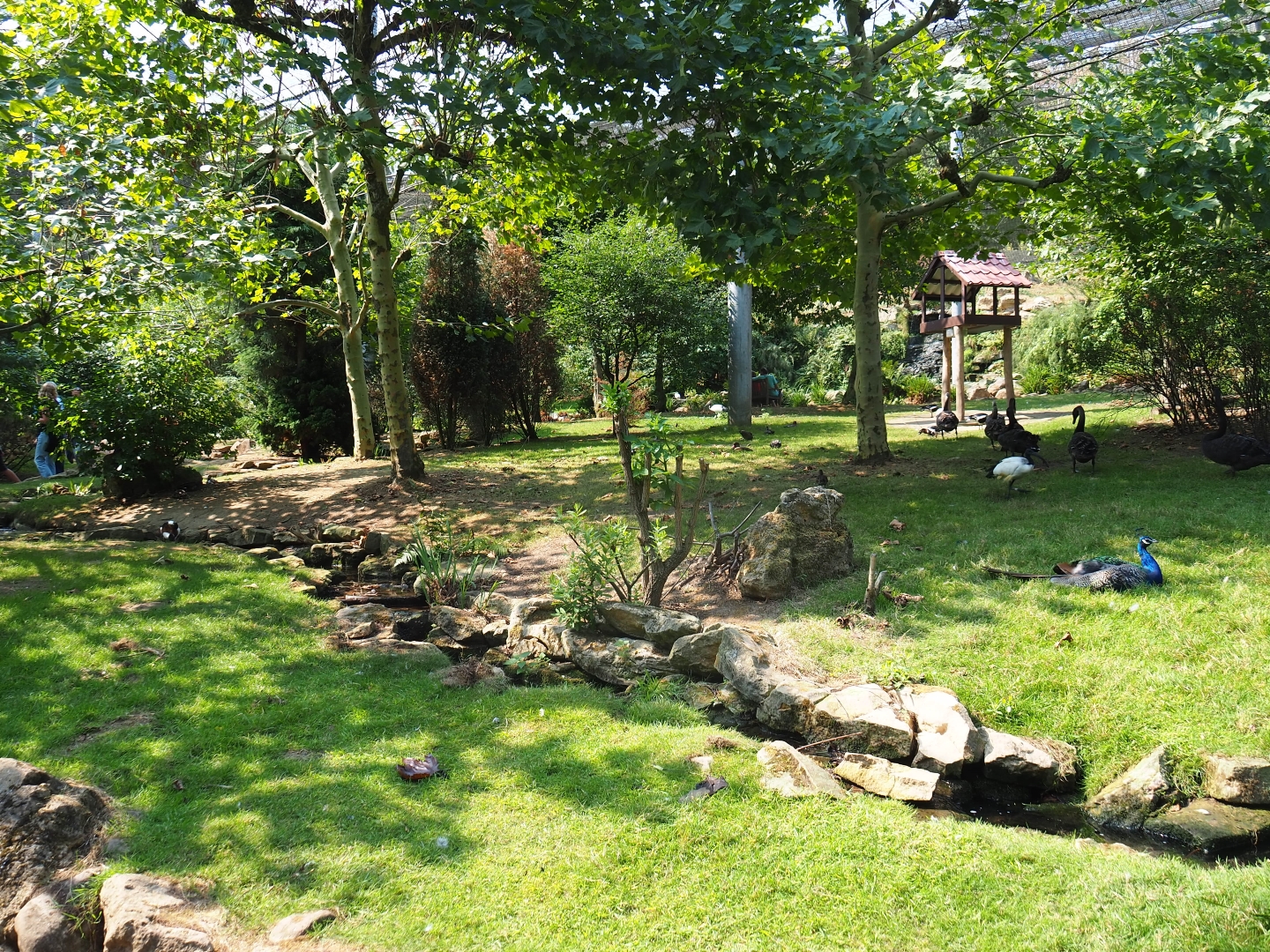 View in large aviary (Aug 28th, 2018)