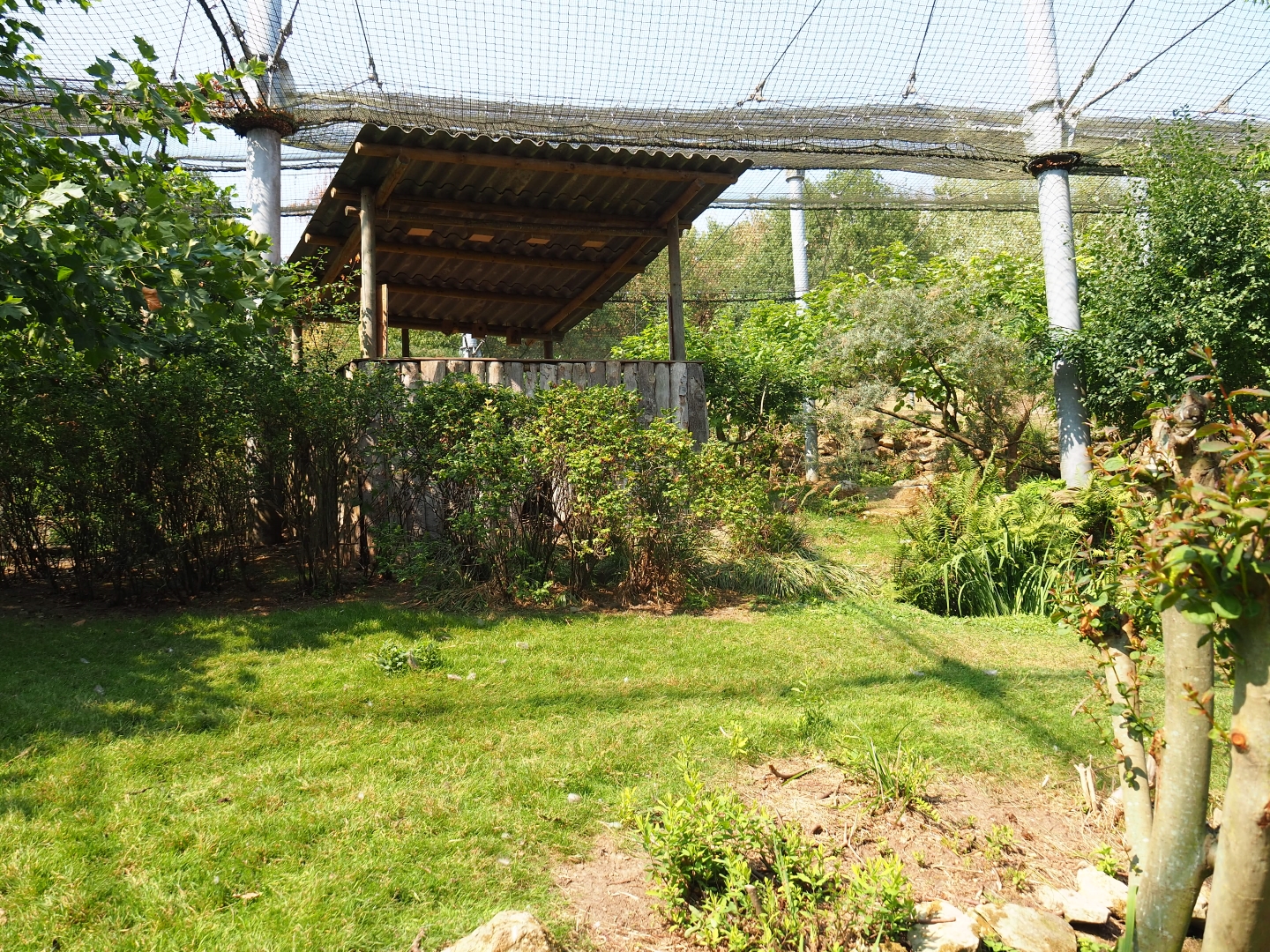 View in large aviary (Aug 28th, 2018)