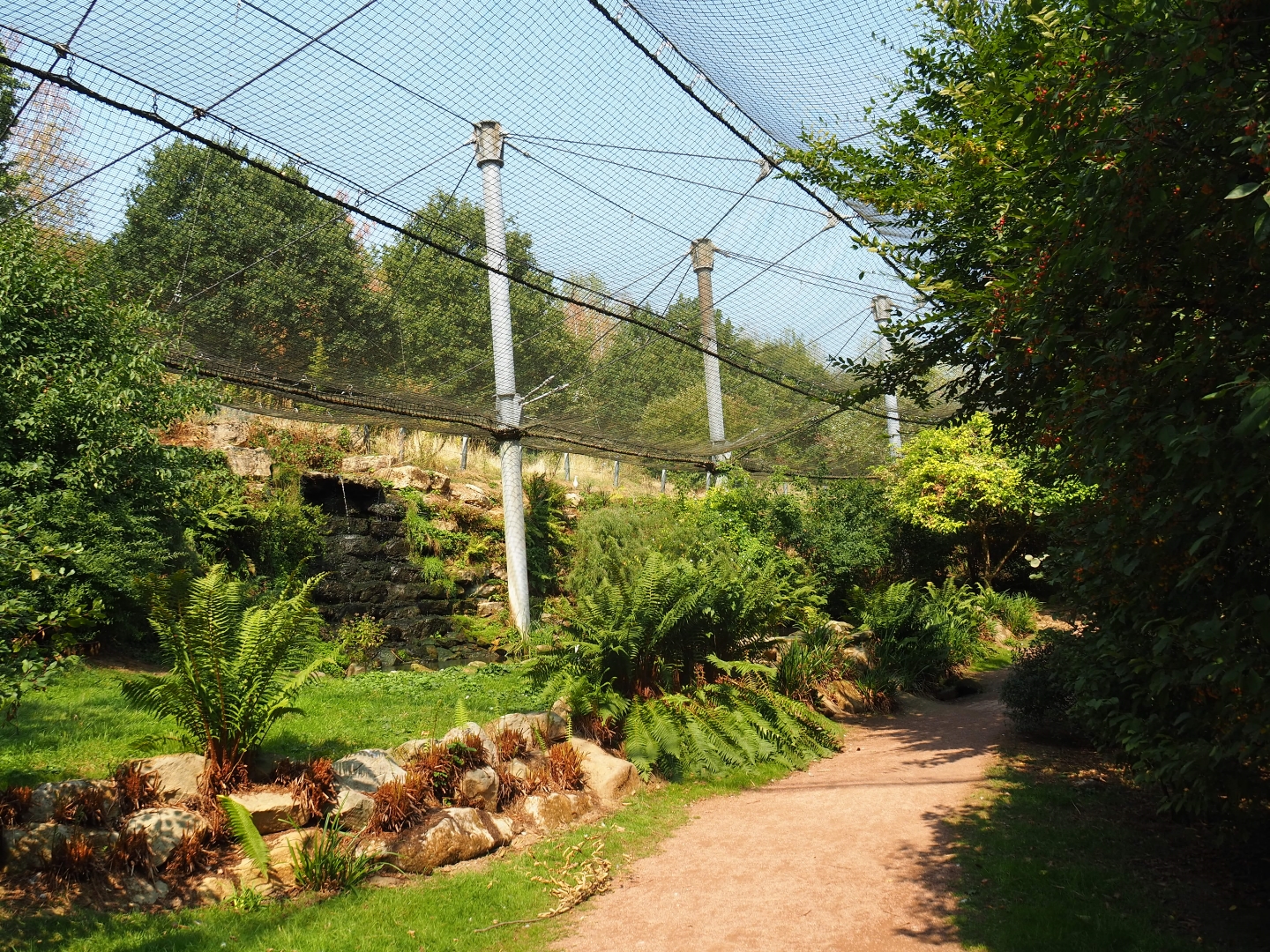 View in large aviary (Aug 28th, 2018)