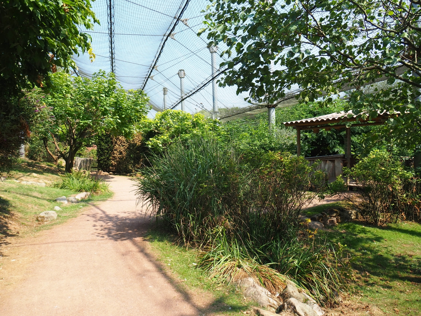 View in large aviary (Aug 28th, 2018)