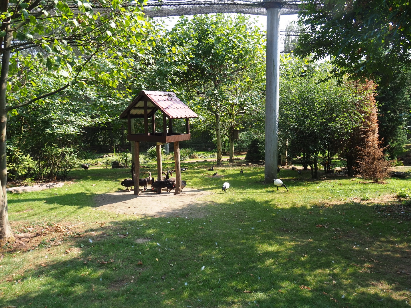 View in large aviary (Aug 28th, 2018)