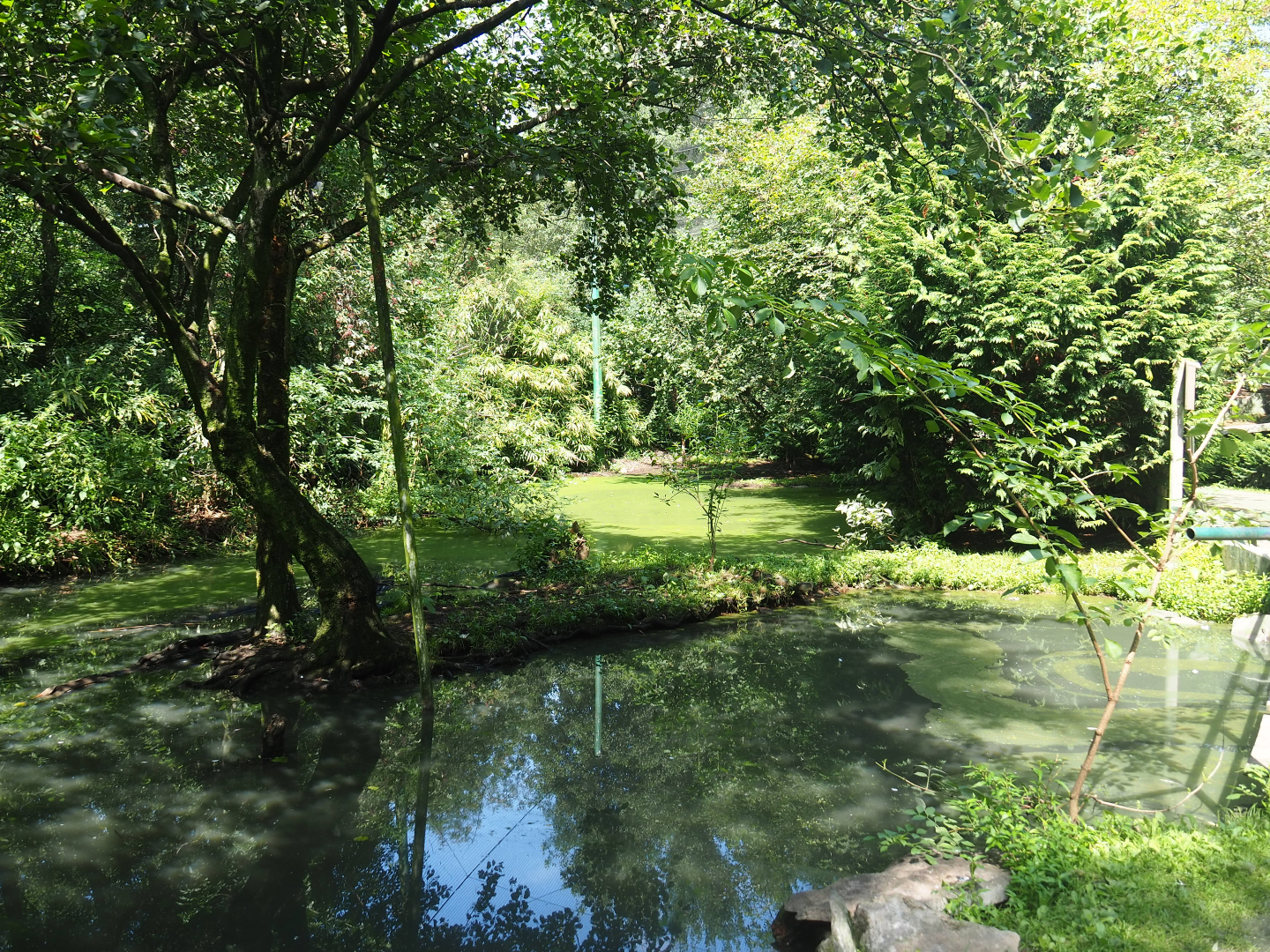 View in large walk-through aviary, 2019-08-04