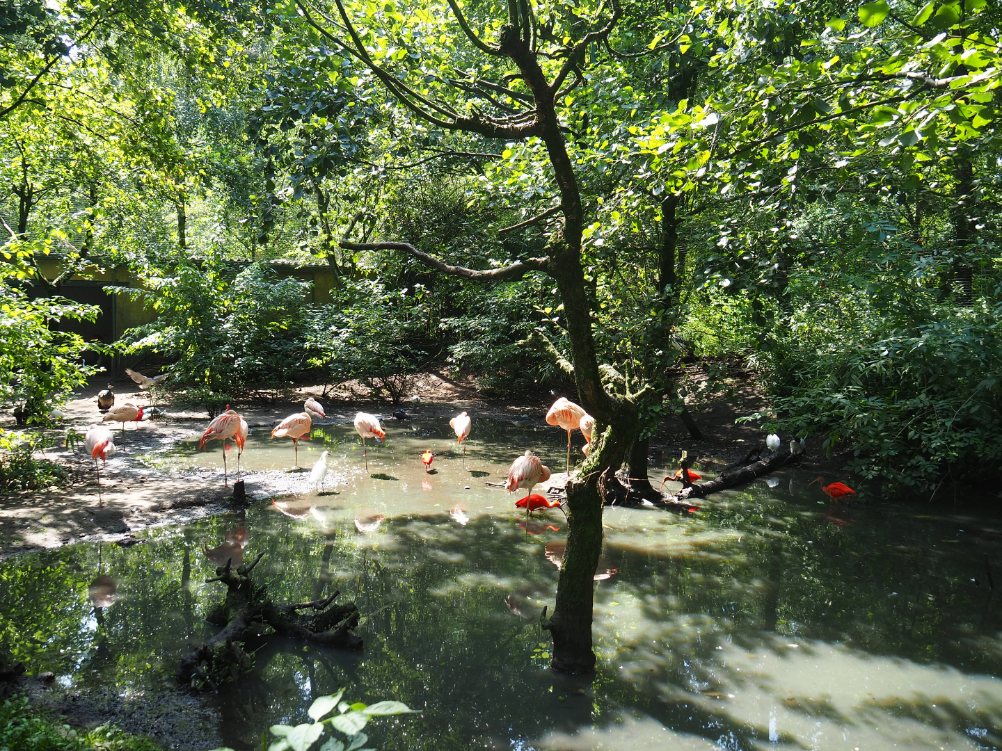 View in large walk-through aviary, 2019-08-04